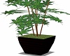 trap weed plant