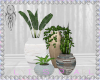 :A: Boho Skandi Plants 1