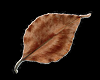 3D Brown Leaf