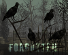 Forgotten Crows & Branch