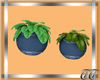Blueberry Planters
