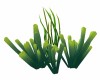 Aquarium Plant 5