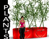 Plants red heart