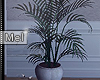 Mel*Willow Plant