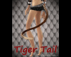 Tiger Tail F/M