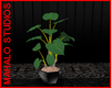 JM Philodendron Plant