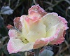 2 sided pink rose