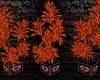 Harley D. Plant Orange
