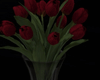 𝕿. Red Tulip