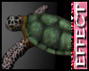 ^j^ Sea Turtle