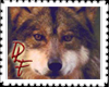 Red Wolf Sticker