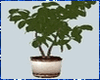 Kawaii Potted Tree