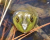 Frog Photo