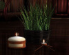 D* Veranda Plant/Candle