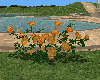 Yellow Orange Rose Bush