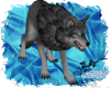 Blue Eyed Gray Wolf