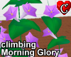 ClimbingMorningGloryPink