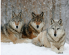 wolf pack picture