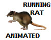 RUNNING  RAT