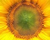 sun flower