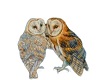 Barn Owl Couple sticker