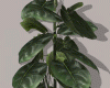Ap Modern Plant