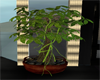 Potted Bonsai-Red