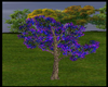 NR* Blue Flamboyan Tree