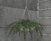 Palm Hanging Plant