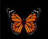 Ainmat Orange butterfly