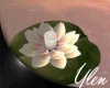 :YL: IsOla Water Lily