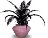 Fern~PurpleBlack~Plant