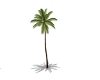  Animated Coconut Tree