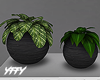 Minimalist 2 Plants