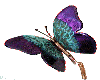 purple butterfly
