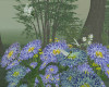 Spring Flowers
