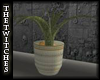 (TT) Skulls Pot Plant