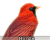 💕 Fridas Red Bird