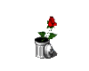Roses in Can