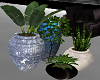 4 Plants in Pots