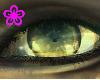 Squall Eyes (F)