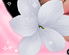 Flower White R