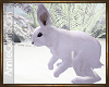 Forest White Rabbit