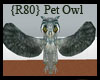{R80} Animated Owl