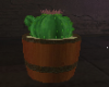 cactus pink flower
