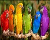 6 coloured parots