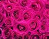 Hot Pink Rose Background