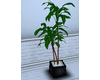 : Fake Ficus Plant