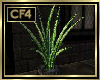 [my]CF4 Club Plant