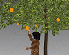 Garden Oranges Tree 3D